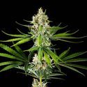 Oz USA (Kannabia) feminizovaná