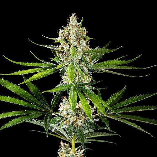 Oz USA (Kannabia) feminizovaná
