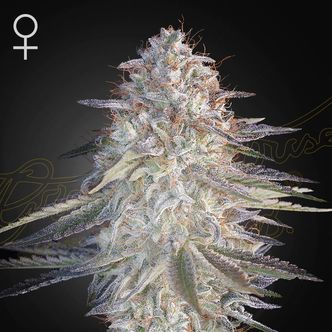 Super Lemon Haze x Pink Candy (Greenhouse Seeds) feminizovan&aacute;