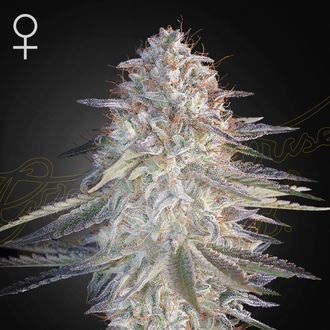 Super Lemon Haze x Pink Candy (Greenhouse Seeds) feminizovan&aacute;