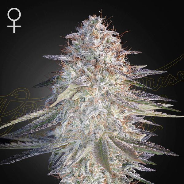 Super Lemon Haze x Pink Candy (Greenhouse Seeds) feminizovaná