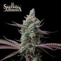 Sagrada Amnesia (Seedstockers) feminizovaná