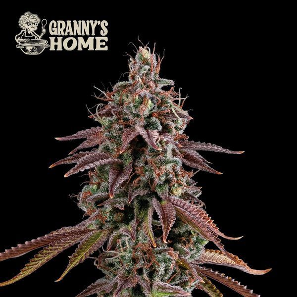 Granny’s Home (Seedstockers) feminizovaná