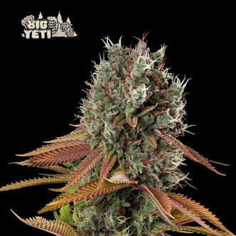 Big Yeti (Seedstockers) feminizovan&aacute;