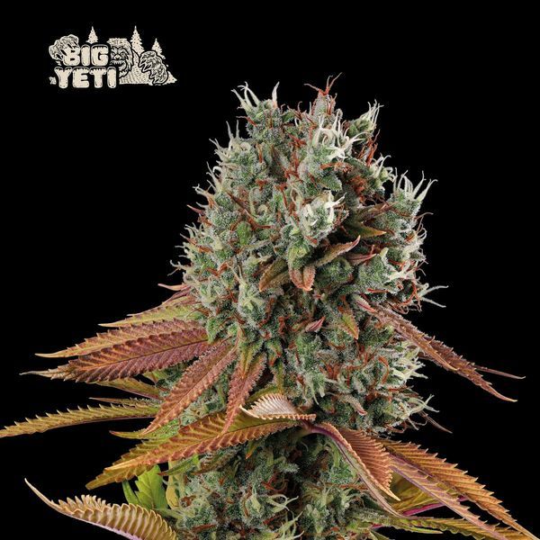 Big Yeti (Seedstockers) feminizovaná