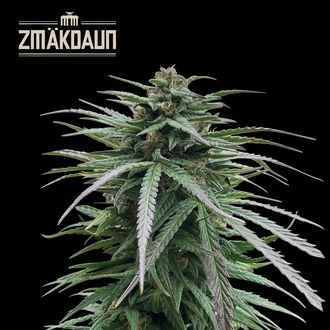 Zm&auml;kdaun (Seedstockers) feminizovan&aacute;