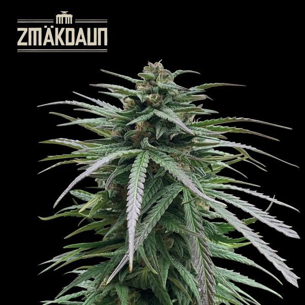 Zmäkdaun (Seedstockers) feminizovaná