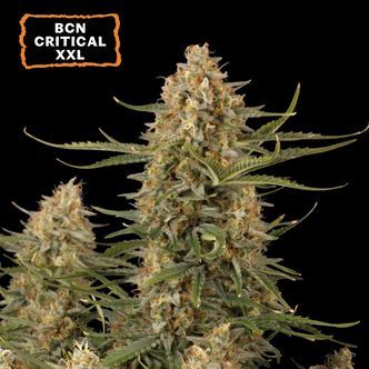 BCN Critical XXL Auto (Seedstockers) feminizovan&aacute;
