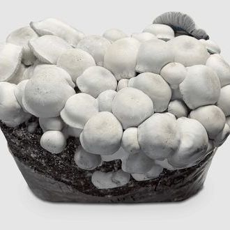 MycoBag „Tidal Wave Ape“