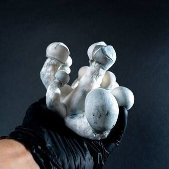 MycoBag „Tidal Wave Ape“