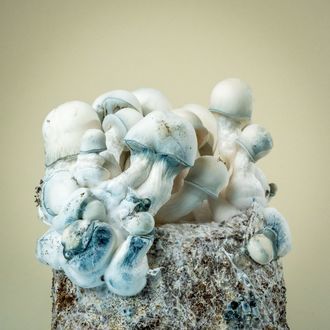 MycoBag „Tidal Wave Ape“