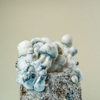 MycoBag „Tidal Wave Ape“