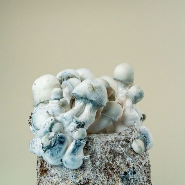 MycoBag „Tidal Wave Ape“