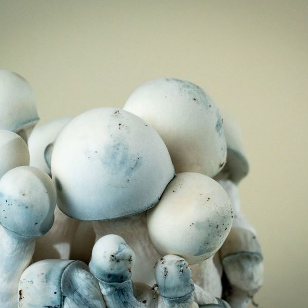 MycoBag „Tidal Wave Ape“