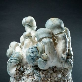 MycoBag &bdquo;Tidal Wave Ape&ldquo;