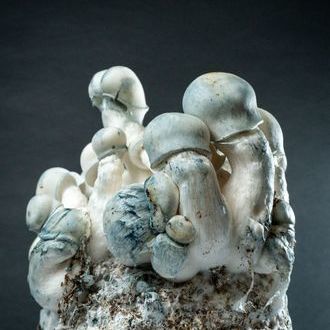 MycoBag &bdquo;Tidal Wave Ape&ldquo;