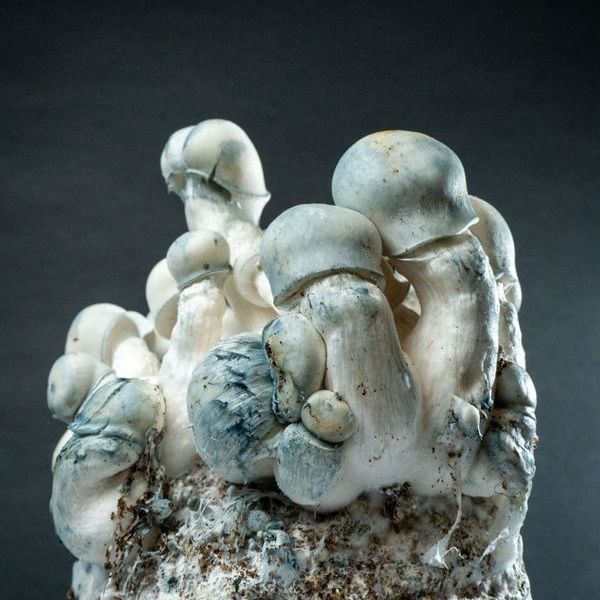 MycoBag „Tidal Wave Ape“