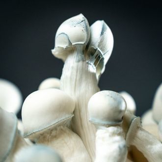 MycoBag „Tidal Wave Ape“