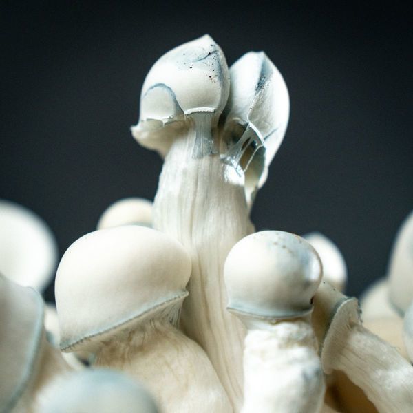 MycoBag „Tidal Wave Ape“