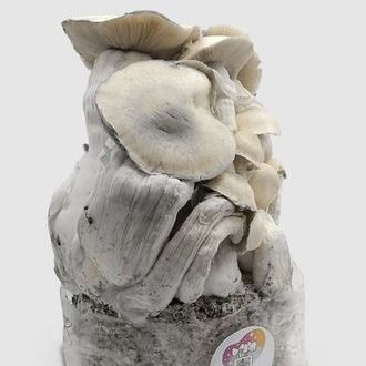 MycoBag „Whitebilly“