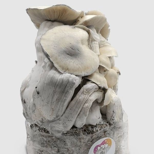 MycoBag „Whitebilly“