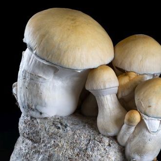 MycoBag &bdquo;Whitebilly&ldquo;