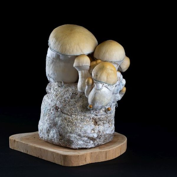 MycoBag „Whitebilly“