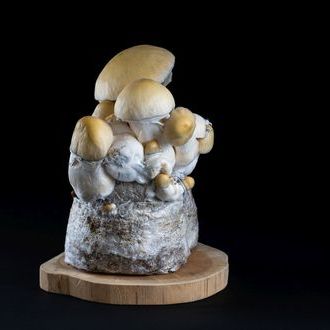 MycoBag „Whitebilly“