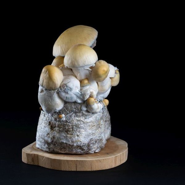 MycoBag „Whitebilly“