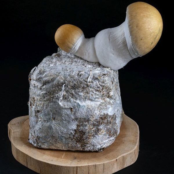 MycoBag „Whitebilly“