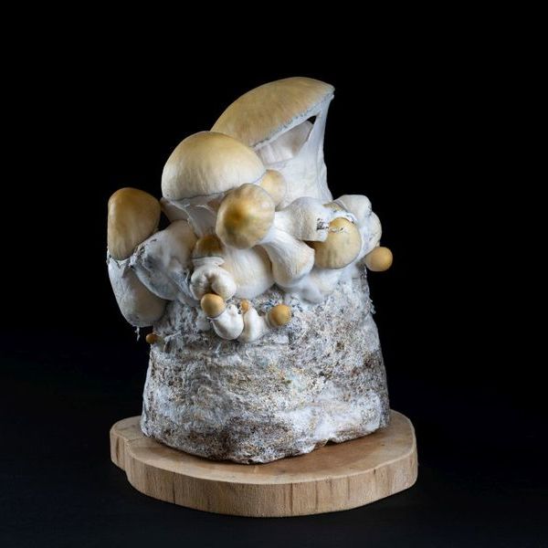 MycoBag „Whitebilly“