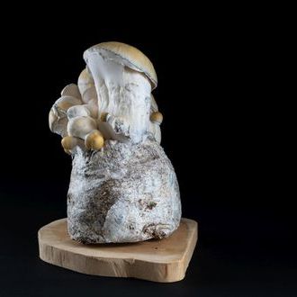 MycoBag „Whitebilly“