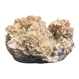 Pěstební sáček Zamnesia Ready-2-Grow „Enigma“