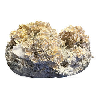 Pěstební sáček Zamnesia Ready-2-Grow „Enigma“