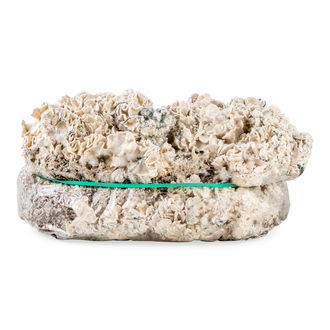 Pěstební sáček Zamnesia Ready-2-Grow „Enigma“