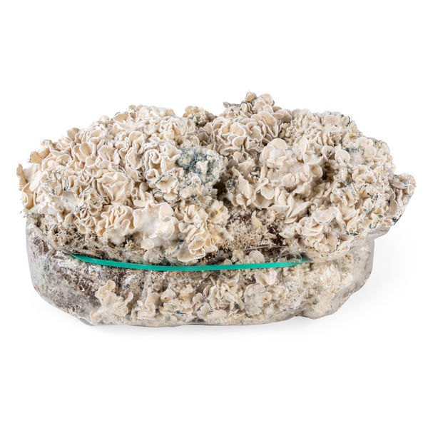 Pěstební sáček Zamnesia Ready-2-Grow „Enigma“