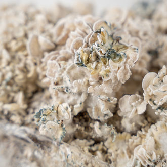 Pěstební sáček Zamnesia Ready-2-Grow „Enigma“