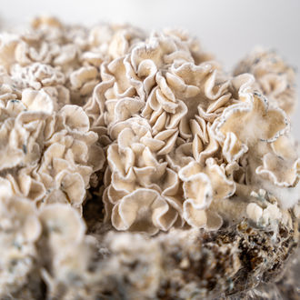 Pěstební sáček Zamnesia Ready-2-Grow „Enigma“