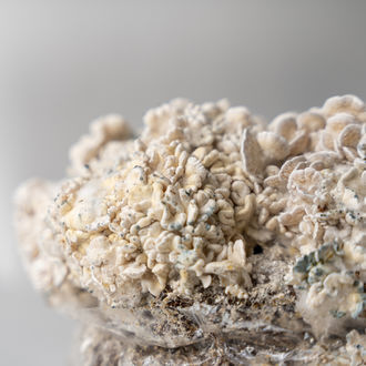 Pěstební sáček Zamnesia Ready-2-Grow „Enigma“