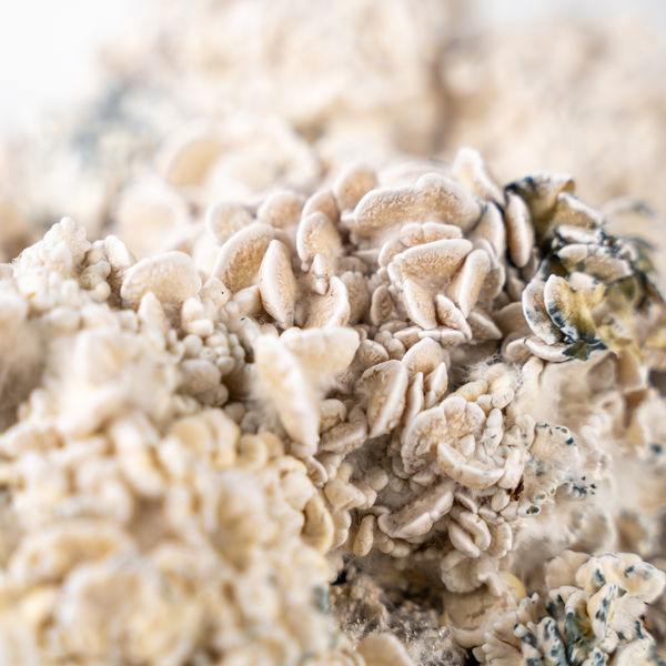 Pěstební sáček Zamnesia Ready-2-Grow „Enigma“