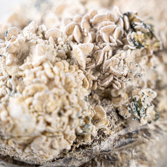 Pěstební sáček Zamnesia Ready-2-Grow „Enigma“