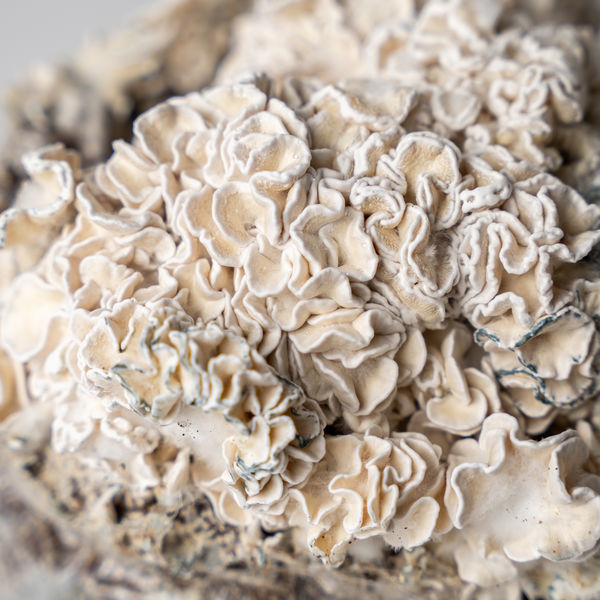 Pěstební sáček Zamnesia Ready-2-Grow „Enigma“