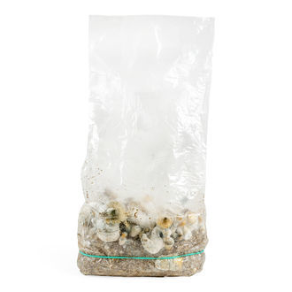 Zamnesia Ready-2-Grow Bag „Makilla Gorilla“