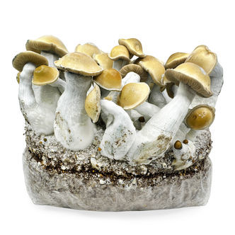 Zamnesia Ready-2-Grow Bag &bdquo;Makilla Gorilla&ldquo;