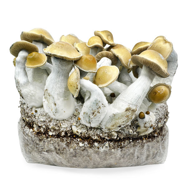 Zamnesia Ready-2-Grow Bag „Makilla Gorilla“