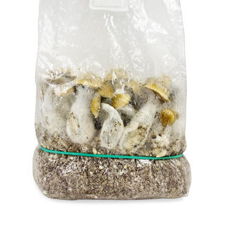 Zamnesia Ready-2-Grow Bag „Makilla Gorilla“