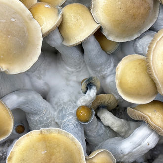 Zamnesia Ready-2-Grow Bag „Makilla Gorilla“