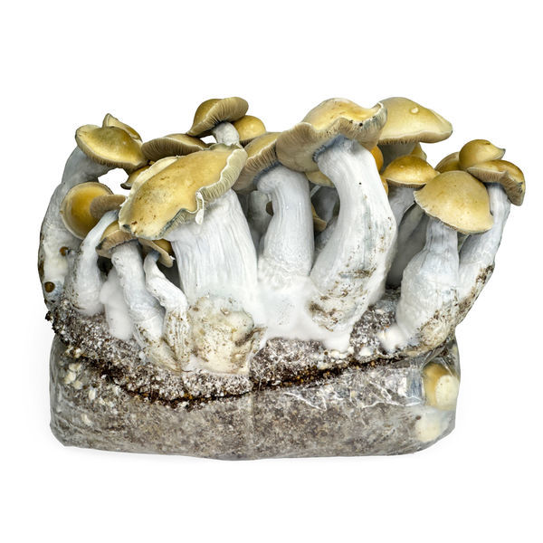 Zamnesia Ready-2-Grow Bag „Makilla Gorilla“