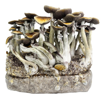 Pěstební sáček Zamnesia Ready-2-Grow „Jedi Mind Fuck“