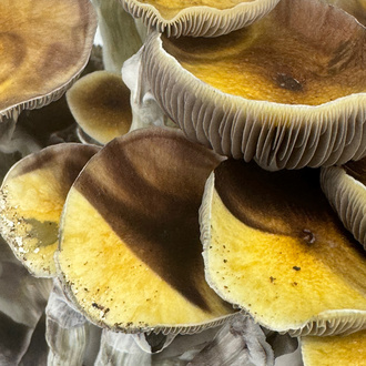 Pěstební sáček Zamnesia Ready-2-Grow „Jedi Mind Fuck“